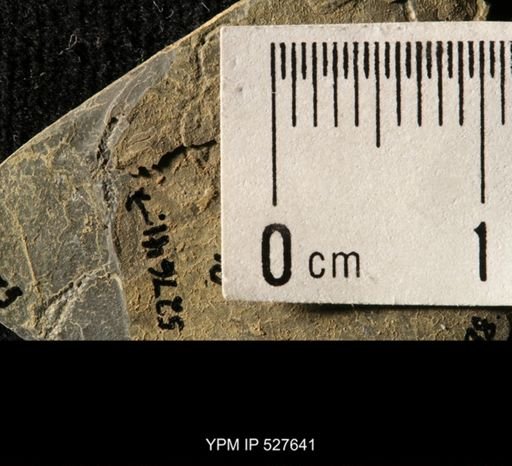 Ophiuroidea
