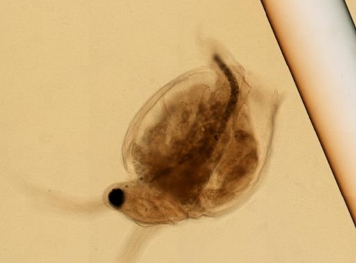 Daphnia