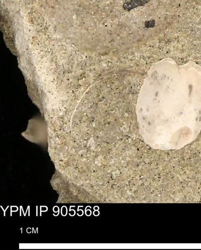 undet. Mollusca