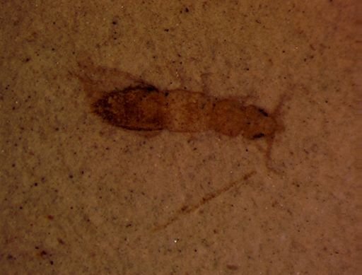 undet. Staphylinidae
