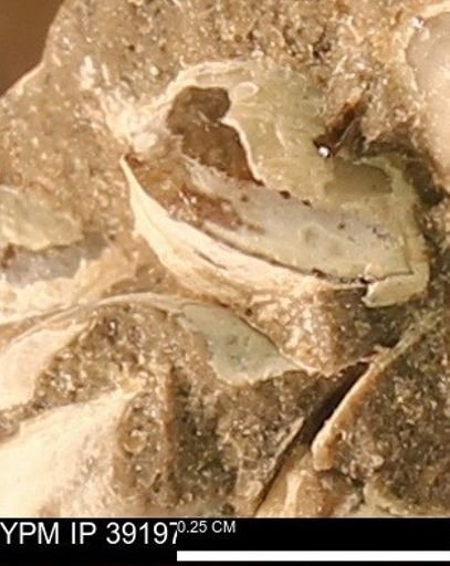 Protocardia sp.