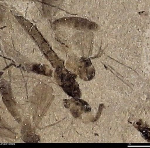 undet. Diptera
