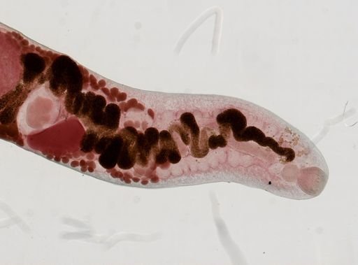 Haematoloechus medioplexus
