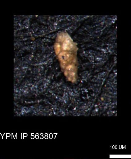 Verneuilinoides kansasensis