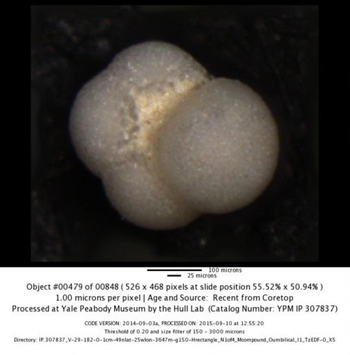undet. Foraminiferida