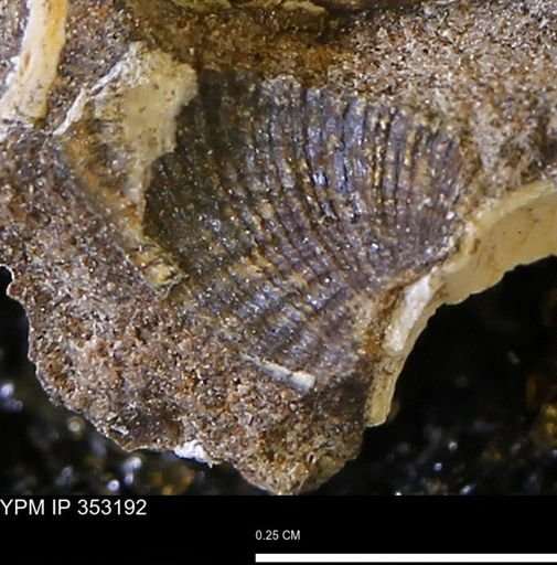 Parallelodon?