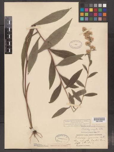 Solidago arguta