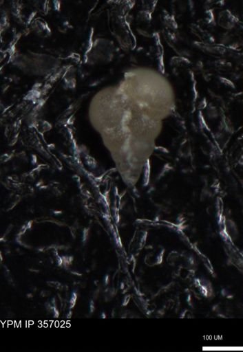 undet. Foraminiferida