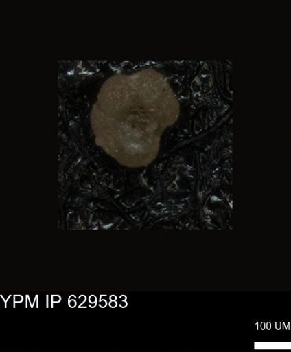 undet. Foraminiferida