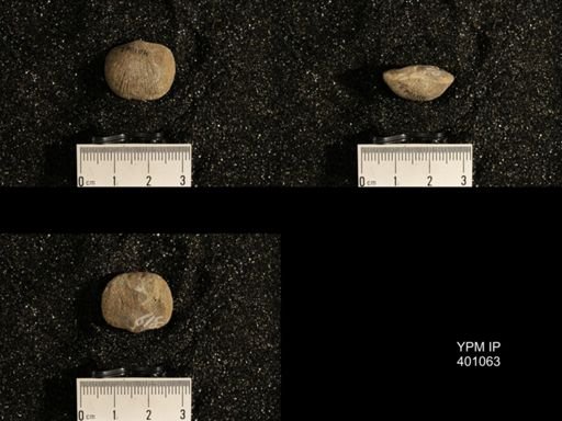 Dinorthis subquadrata