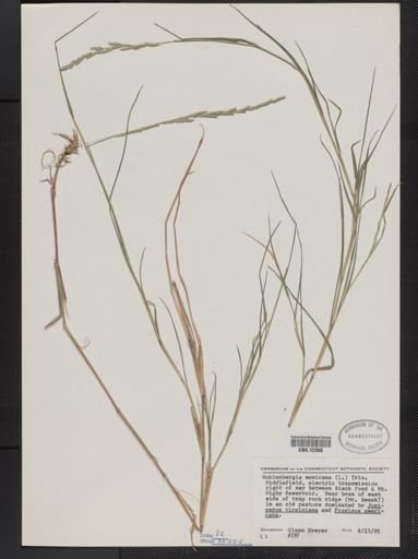 Muhlenbergia mexicana