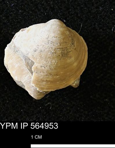 Limopsis striatopunctatus