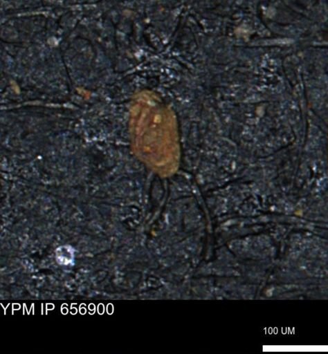 Spirolocammina?