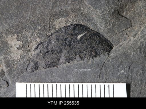 Hughmilleria sp.