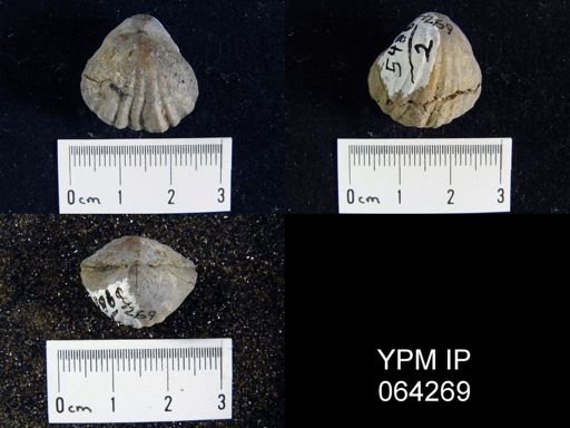 Sieberella roemeri