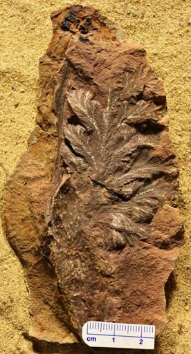 Aphlebia