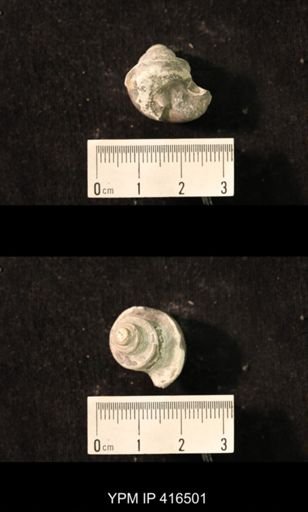 Worthenia tabulata