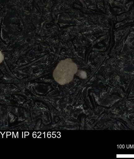 undet. Foraminiferida