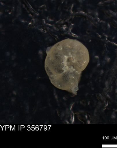 undet. Foraminiferida