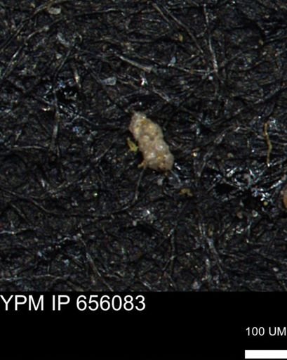 Ammobaculoides phaulus