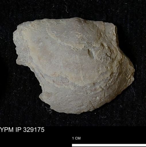 Pholidostrophia iowaensis