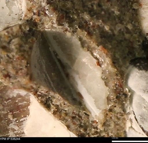 Corbulamella gregaria