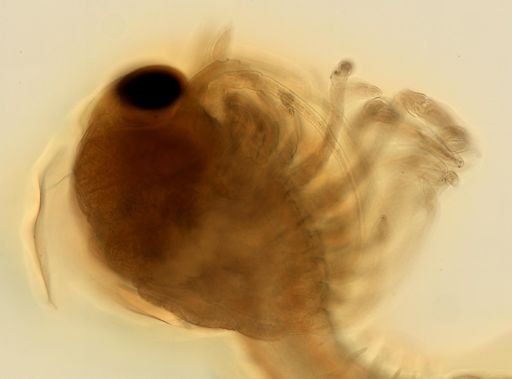 Cambarus sp.