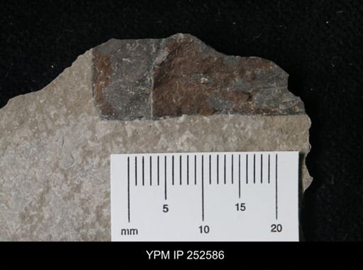 undet. Eurypterida