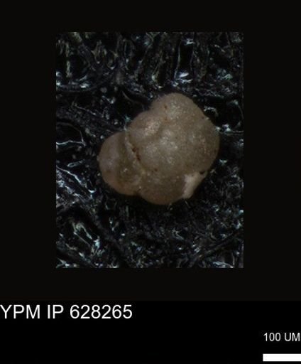 undet. Foraminiferida