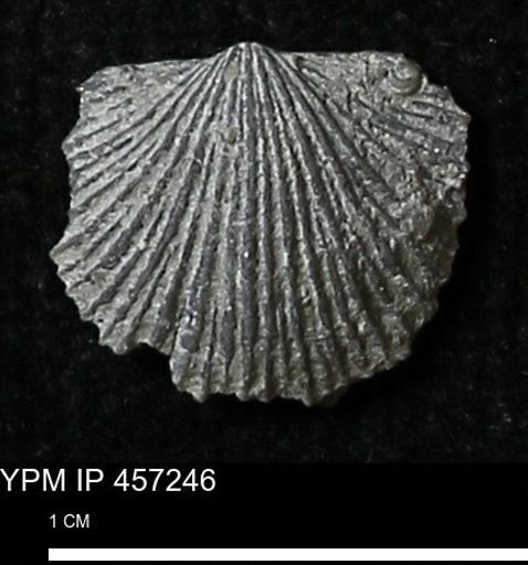 Stropheodonta erratica fissicosta