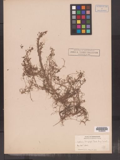 Callitriche heterophylla