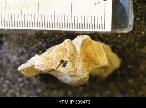 taxon undetermined