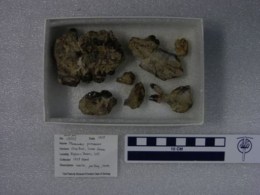 Phenacodus primaevus