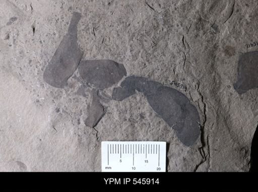 Eurypterida
