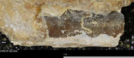 Baculites sp.