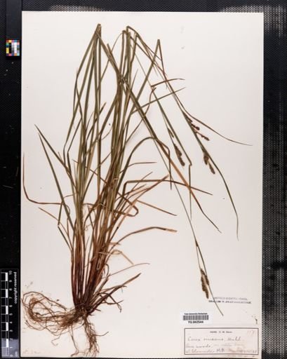 Carex virescens