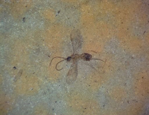 undet. Hymenoptera