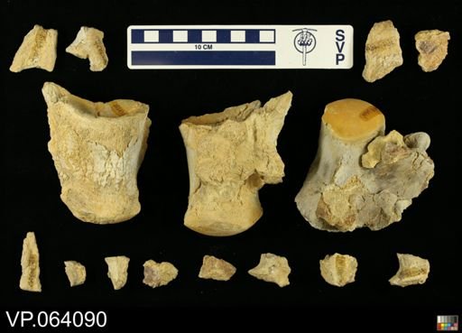 undet. Mosasauridae