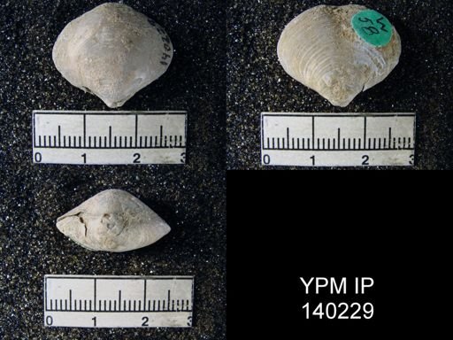 Athyris capillata