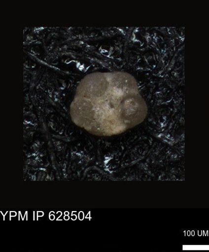 undet. Foraminiferida