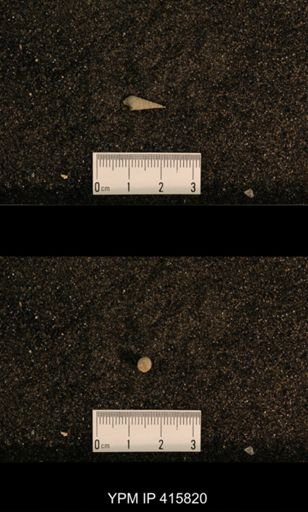 Meekospira choctawensis