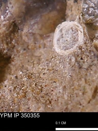 undet. Scaphopoda
