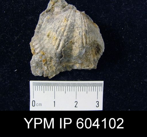 Spirifer concinnus