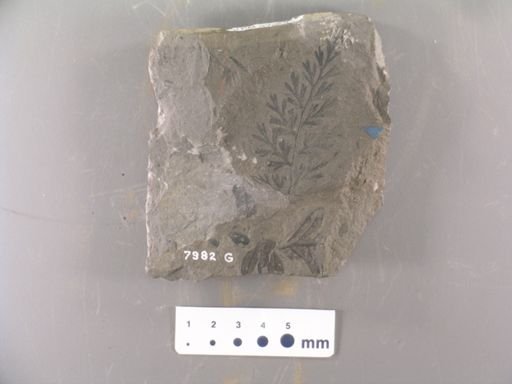 Sphenopteris furcata