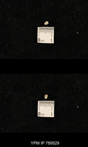 undet. Bryozoa