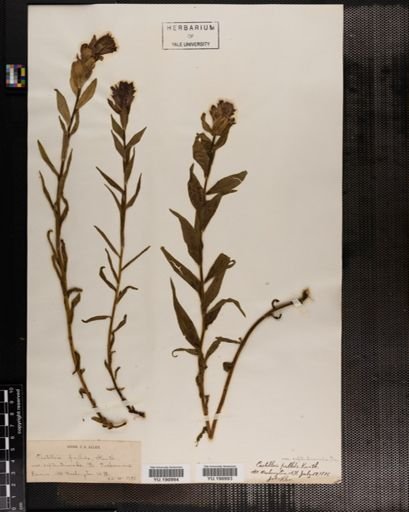 Plantae