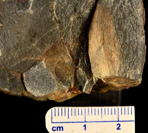 Eddya sullivanensis