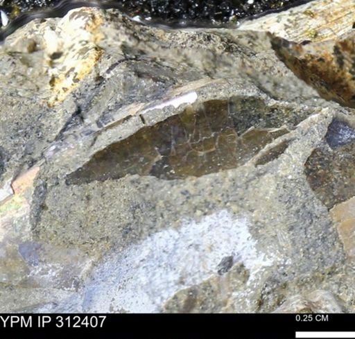 undet. Mollusca
