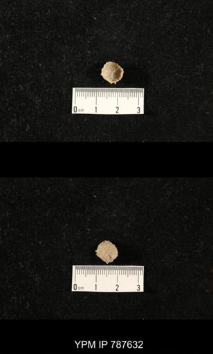 undet. Brachiopoda