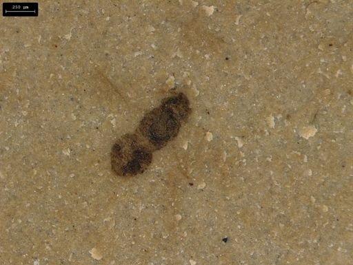 taxon undetermined